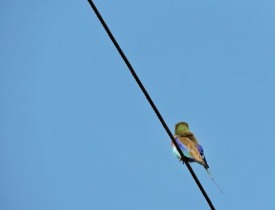 Rollier à longs brins - Lilac-breasted Roller - Coracias caudatus