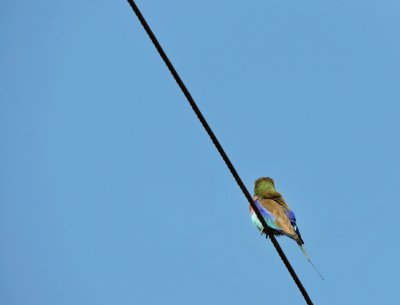 Rollier  longs brins - Lilac-breasted Roller - Coracias caudatus