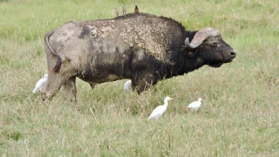 Buffle d'Afrique avec Hron garde-boeuf et Choucador caroncul