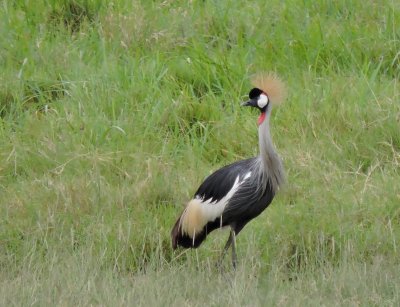 Grue royale - Gray Crowned-Crane - Balearica regulorum