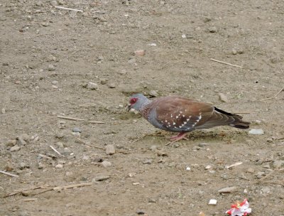 Pigeon roussard - Speckled Pigeon - Columba guinoa