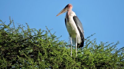 Marabout d'Afrique - Marabou Stork - Leptoptilos crumeniferus