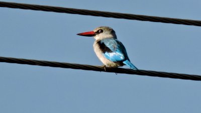 Martin-chasseur du Sngal - Woodland Kingfisher - Halcyon senegalensis