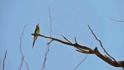 Gupier de Madagascar - Madagascar Bee-eater - Merops superciliosus