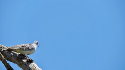Pigeon roussard - Speckled Pigeon - Columba guinoa