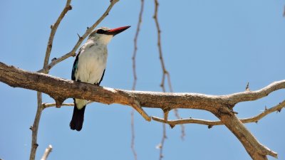 Martin-chasseur du Sngal - Wooland Kingfisher - Halcyon senegalensis