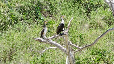 Grand Cormoran - Great Cormorant - Phalacrocorax carbo