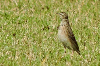 Pipit africain - African Pipit - Anthus cinnamomeus