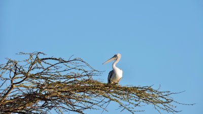 Pélican gris - Pink-backed Pelican - Pelecanus rufescens