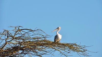 Plican gris - Pink-backed Pelican - Pelecanus rufescens