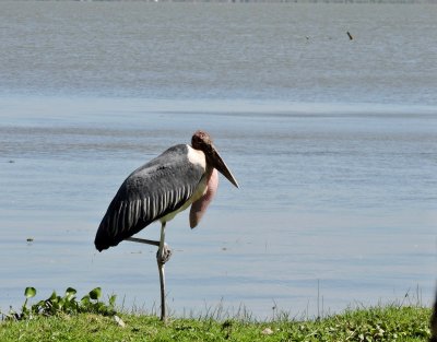 Marabout d'Afrique - Marabou Stork - Leptoptilos crumeniferus