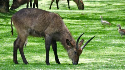  Cobe  croissant aussi appel  Antilope sing-sing - Waterbuck - Kobus ellipsiprymnus
