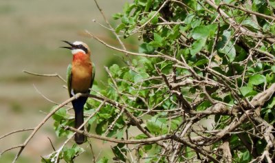 Gupier  front blanc - White-fronted Bee-eater - Merops bullokoides