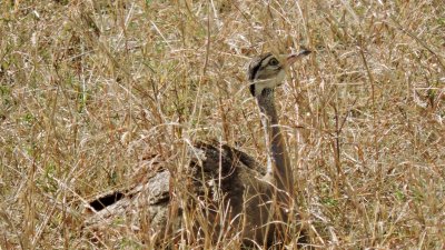 Outarde du Sénégal - White-bellied Bustard - Eupodotis senegalensis