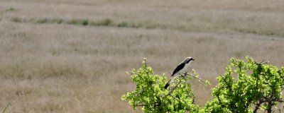 Pie-griche  dos gris - Gray-backed Fiscal - Lanius excubitoroides