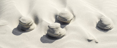 Sand things at the dunes