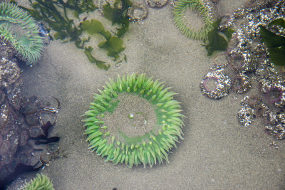 Bandon Beach