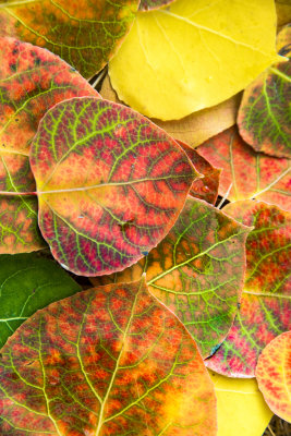 Autumn Leaves, Crystalwood Lodge