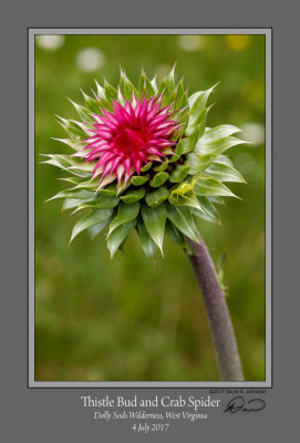 Thistle Bud Crab Spider Dolly Sods.jpg