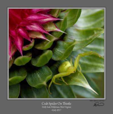 Crab Spider Thistle Dolly Sods Cr.jpg