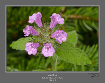 Wild Basil Dolly Sods Cr.jpg