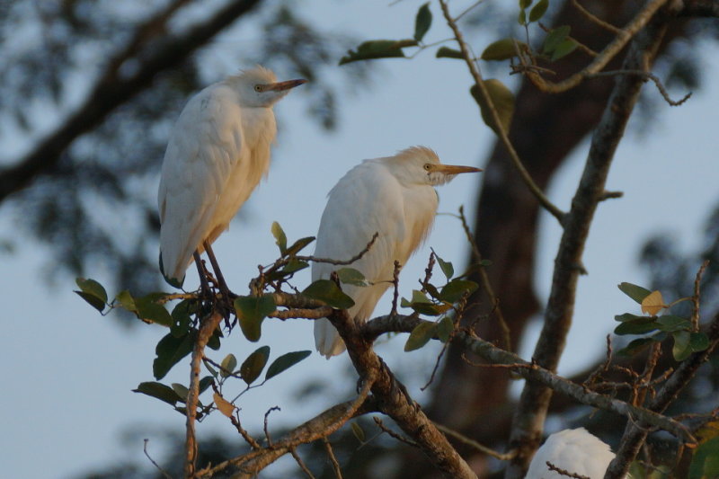 Hron garde-boeufs (Cattle Egret)