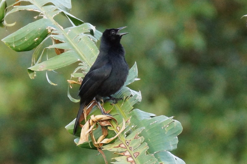 Quiscale chanteur (Melodious Blackbird)