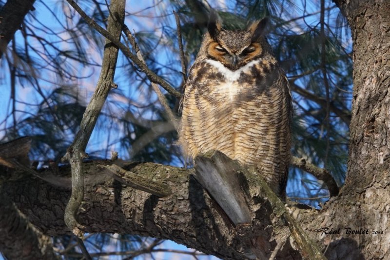 Grand-duc dAmrique (Great Horned Owl)