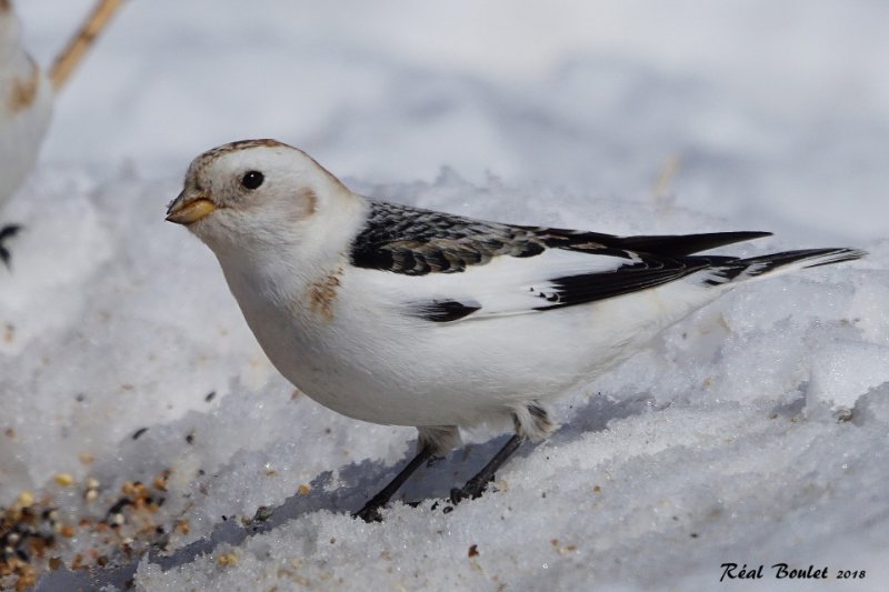 Plectrophane des neiges (Snow Bunting)