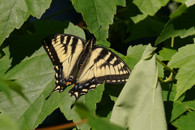 Papillon tigre du Canada - Papilio canadensis