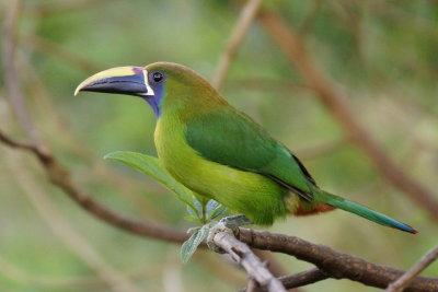 11-Toucanet meraude (Emerald Toucanet)