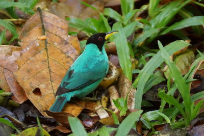 13-Tangara meraude (Green Honeycreeper)