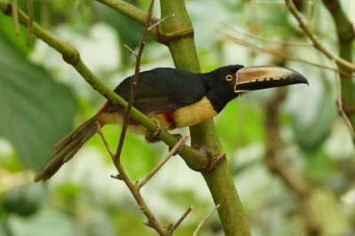 14-Araari  collier (Collared Aracari)