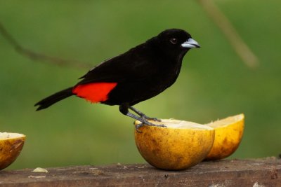 16-Tangara  croupion rouge (Passerini's Tanager)