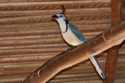 18-Geai  face blanche (White-throated Magpie-Jay)