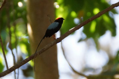 20-Manakin fastueux (Long-tailed Manakin)