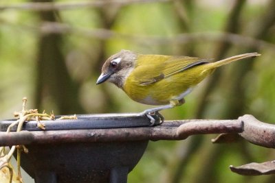 Chlorospin des buissons (Common Chlorospingus)