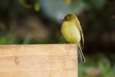Moucherolle jaunâtre (Yellowish Flycatcher)