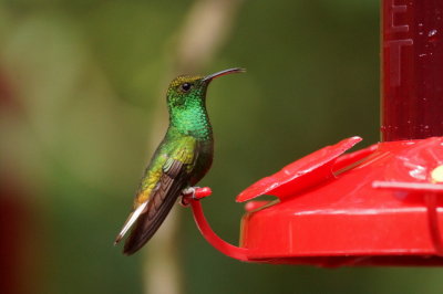 Colibri à tête cuivrée (Coppery-headed Emerald)