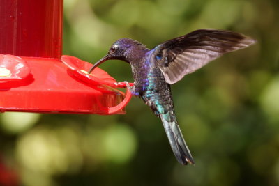 Campyloptère violet (Violet Sabrewing)