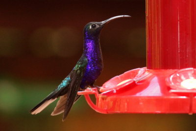 Campyloptère violet (Violet Sabrewing)