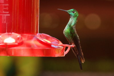 Brillant fer-de-lance (Green-crowned Brillant)