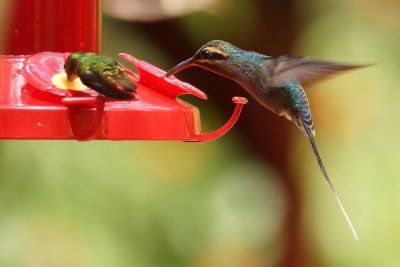 Ermite vert (Green Hermit)