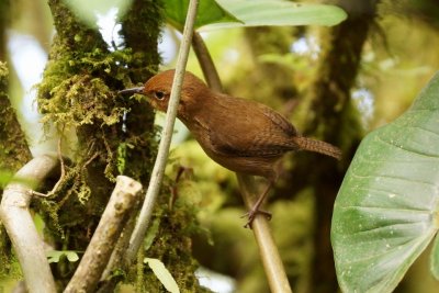 Troglodyte ocré (Ochraceous Wren)