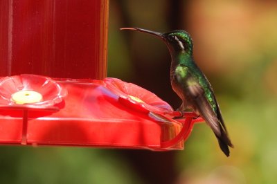 Colibri à gorge pourprée (Purple-throated Mountain-Gem)