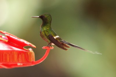 Coquette à queue fine (Green Thorntail)