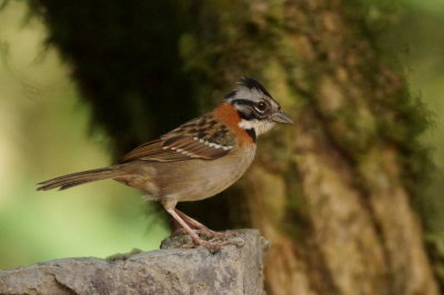 Bruant chingolo (Rufous-collared Sparrow)