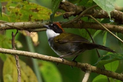 Tohi à nuque brune (Chestnut-capped Brush-Finch)