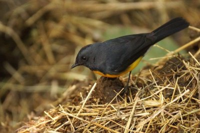 Paruline ardoisée (Slate-throated Redstart)