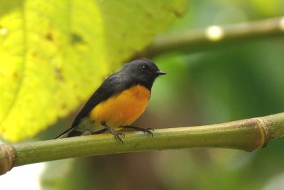 Paruline ardoisée (Slate-throated Redstart)
